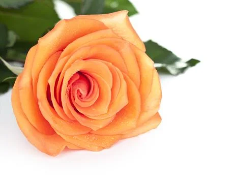 Rose Stock Photos