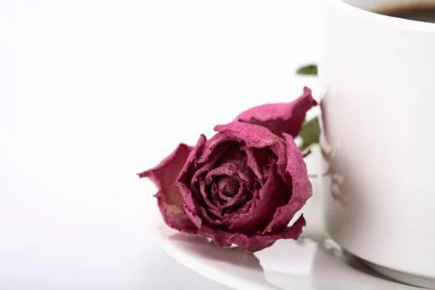 Rose Stock Photos