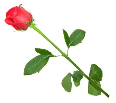 Rose Stock Photos