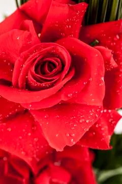 Rose Stock Photos