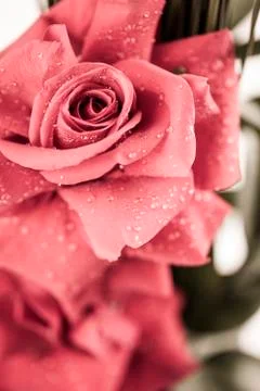 Rose Stock Photos