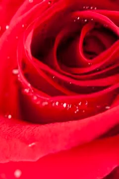 Rose Stock Photos