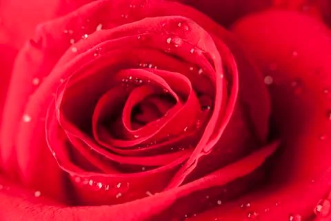 Rose Stock Photos