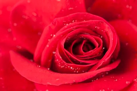 Rose Stock Photos