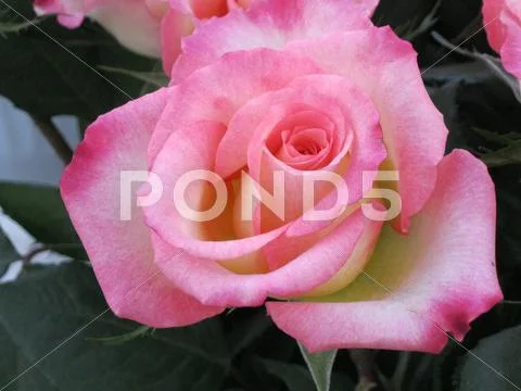 Rose Stock Photos