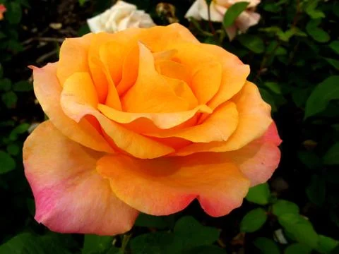 Rose Stock Photos