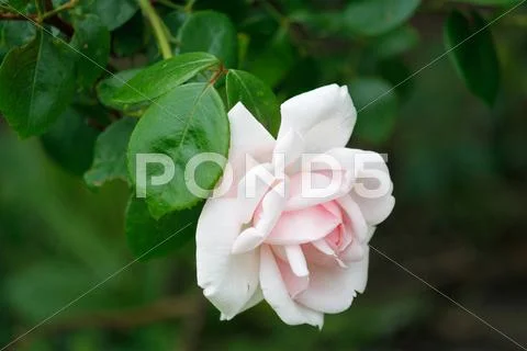 Rose Stock Photos