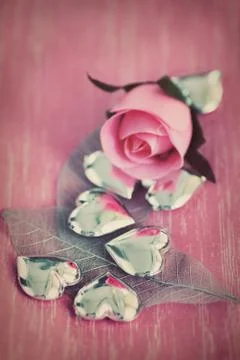 Rose Stock Photos