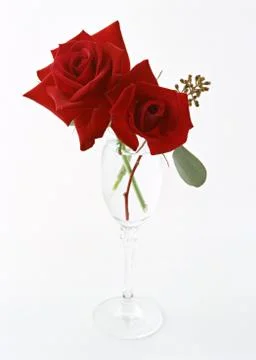 Rose Stock Photos