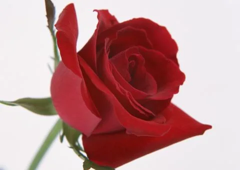 Rose Stock Photos