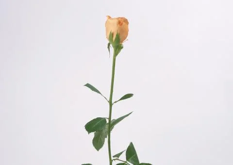 Rose Stock Photos