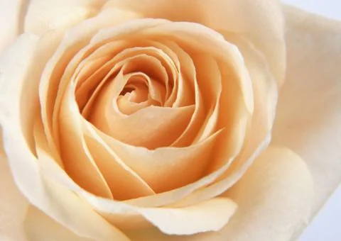 Rose Stock Photos