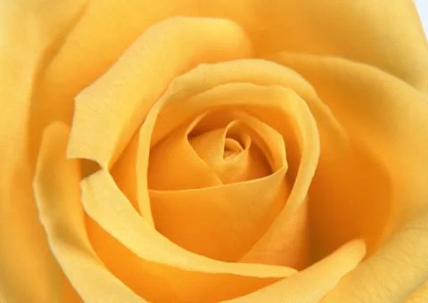 Rose Stock Photos