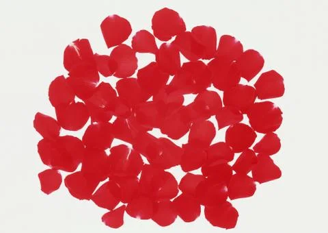 Rose Stock Photos