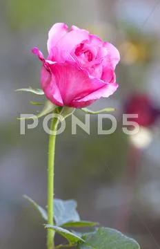 Rose Stock Photos