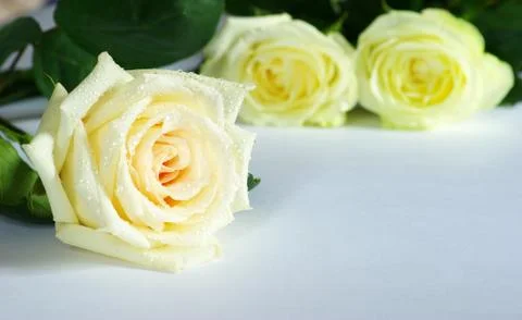 Rose Foto stock
