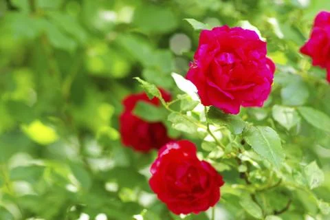 Rose Foto stock