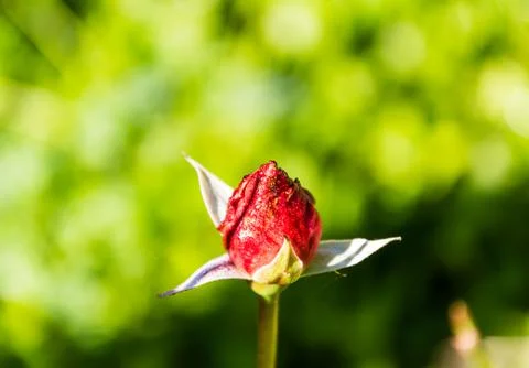 Rose Foto stock