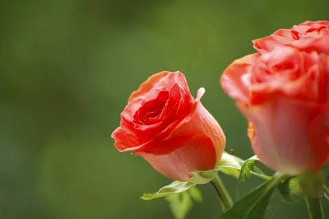 Rose Foto stock