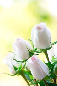 Rose Stock Photos