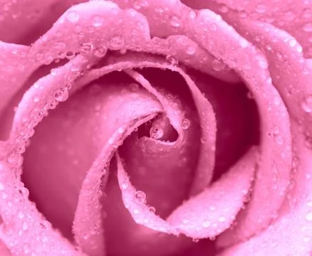 Rose Stock Photos