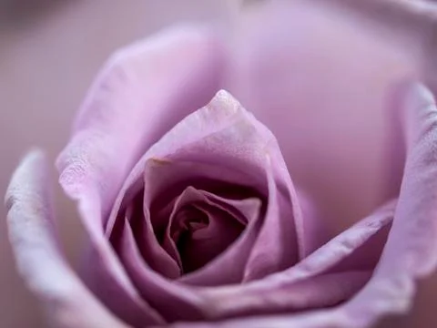 Rose Stock Photos