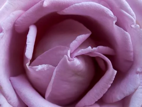 Rose Stock Photos