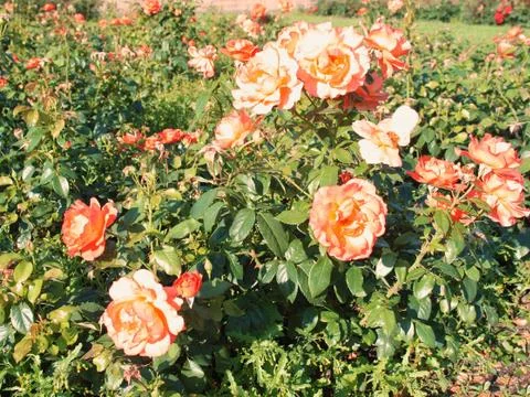 A rose Stock Photos