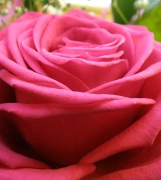 Rose Stock Photos