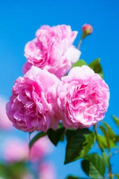 Rose Stock Photos