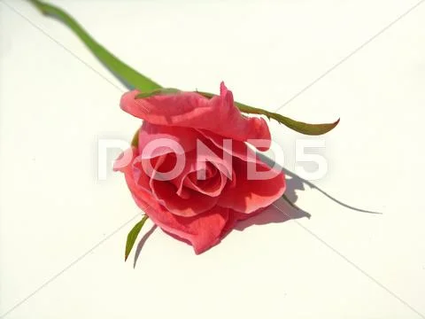 Rose Stock Photos
