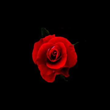 Rose Stock Photos