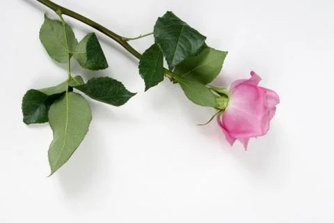 Rose Stock Photos