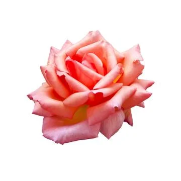 Rose Stock Photos