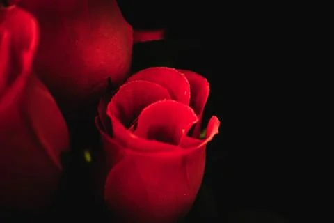 Rose Stock Photos