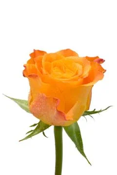 Rose Stock Photos