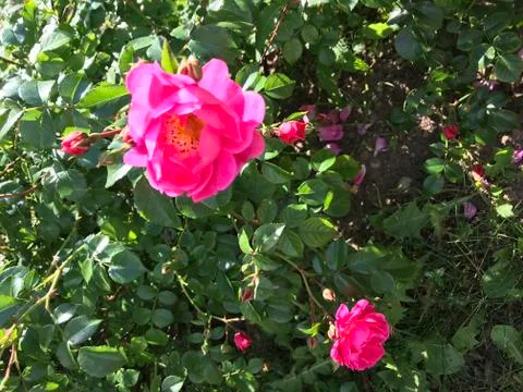 Rose Stock Photos