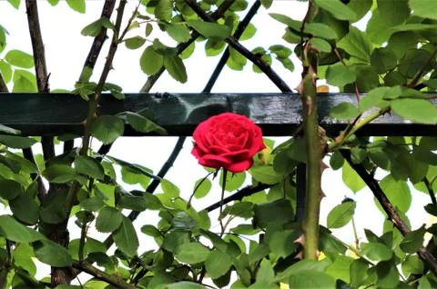 Rose Stock Photos