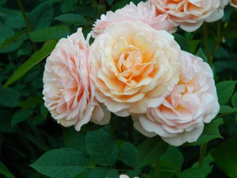 Rose Stock Photos