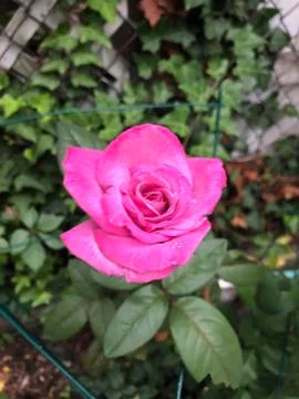 Rose 库存照片