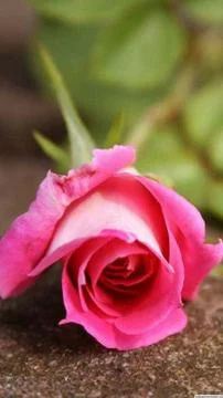 The Rose 写真素材