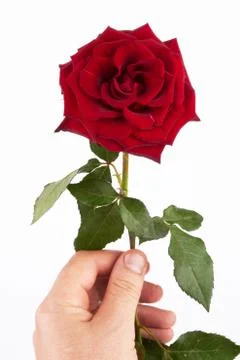 Rose Stock Photos