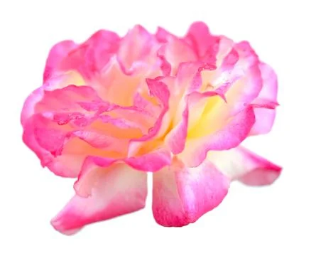Rose Stock Photos