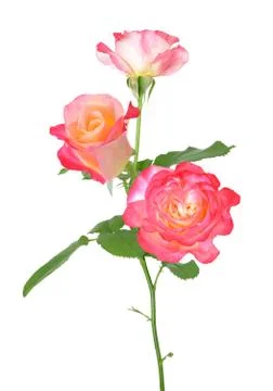 Rose Stock Photos