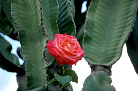 The rose Stock Photos