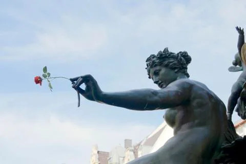 The rose Stock Photos