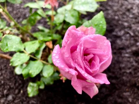 Rose Stock Photos