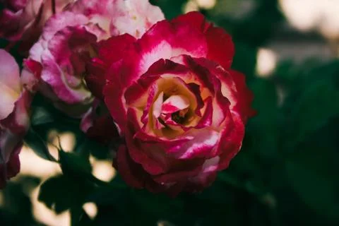 Rose Stock Photos