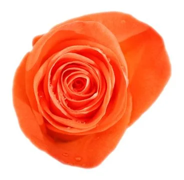 Rose Stock Photos