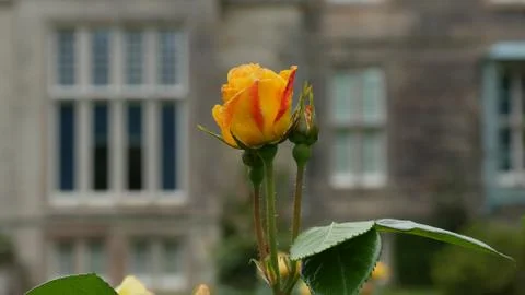 Rose Stock Photos